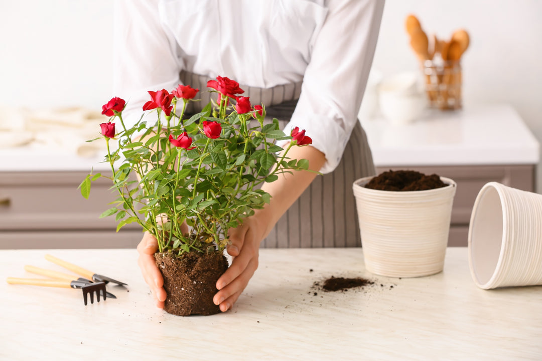 Fai fiorire la tua felicità con il kit di coltivazione giusto: L'Idea Regalo Perfetta per Portare Colore e Natura in Casa