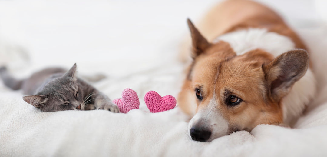 Giornata Mondiale degli Animali: Scegli il meglio per il tuo amico a quattro zampe!