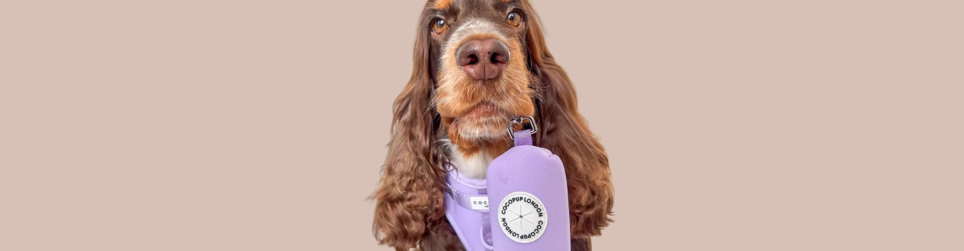 cane marrone con porta sacchetti viola in bocca