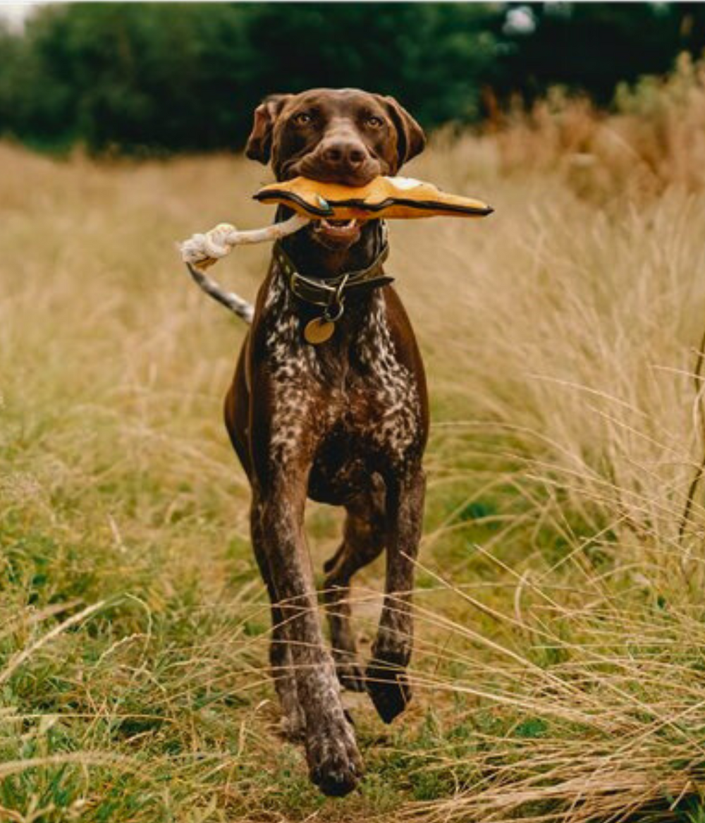 Cane con in bocca il gioco a forma di canguro che corre in mezzo al prato 