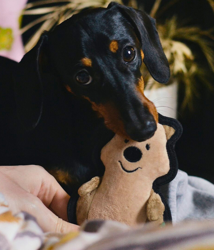 Bassotto che gioca con il suo peluche a forma di quokka