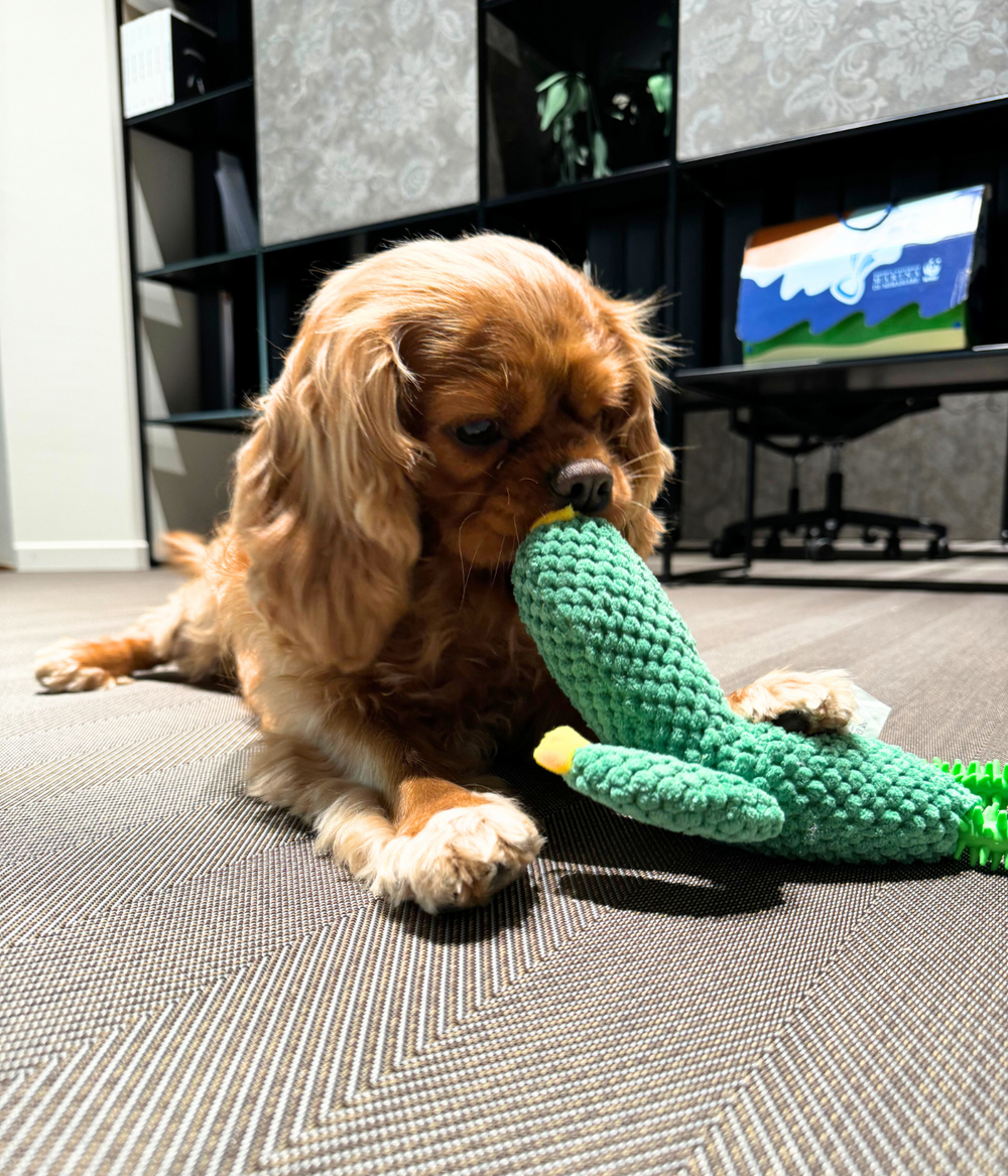 Cane con giocattolo interattivo per cani a forma di cactus verde con anello, su sfondo bianco.