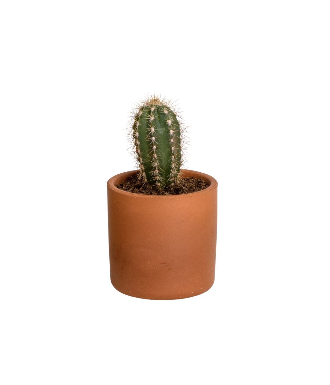 Vaso in terracotta con Cactus. Immagine sfondo bianco