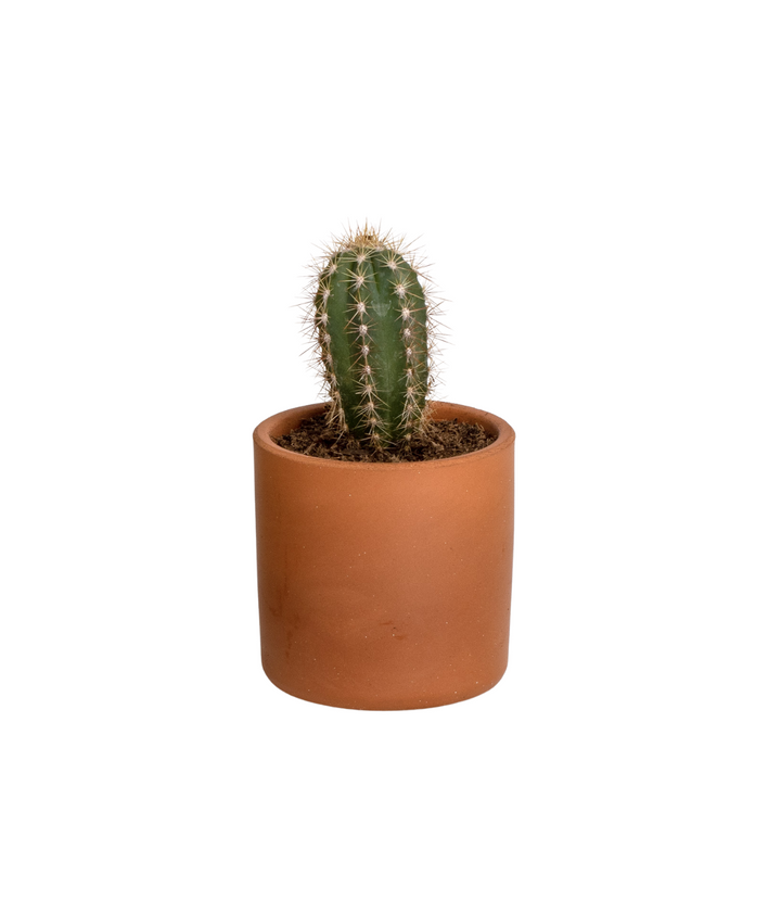 Vaso in terracotta con Cactus. Immagine sfondo bianco