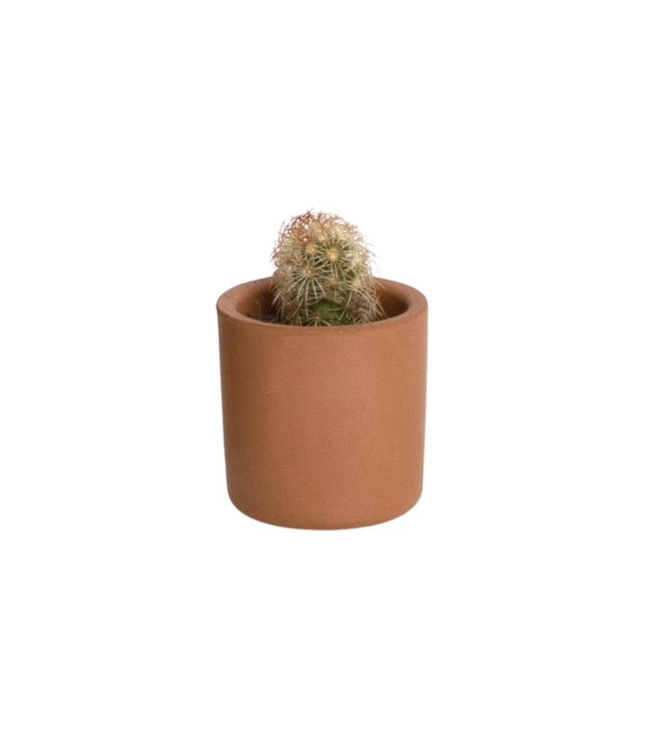 Vaso in terracotta marrone con cactus. Immagine con sfondo bianco.