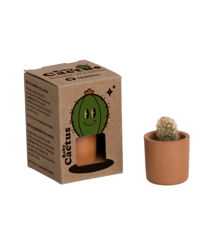 Scatola marrone biodegradabile con scritta Baby cactus e disegno verde cactus sorridente. Vaso in terracotta con cactus. Immagine con sfondo bianco.