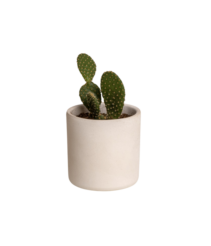 Vaso in terracotta bianco con pianta di cactus. Immagine con sfondo bianco.