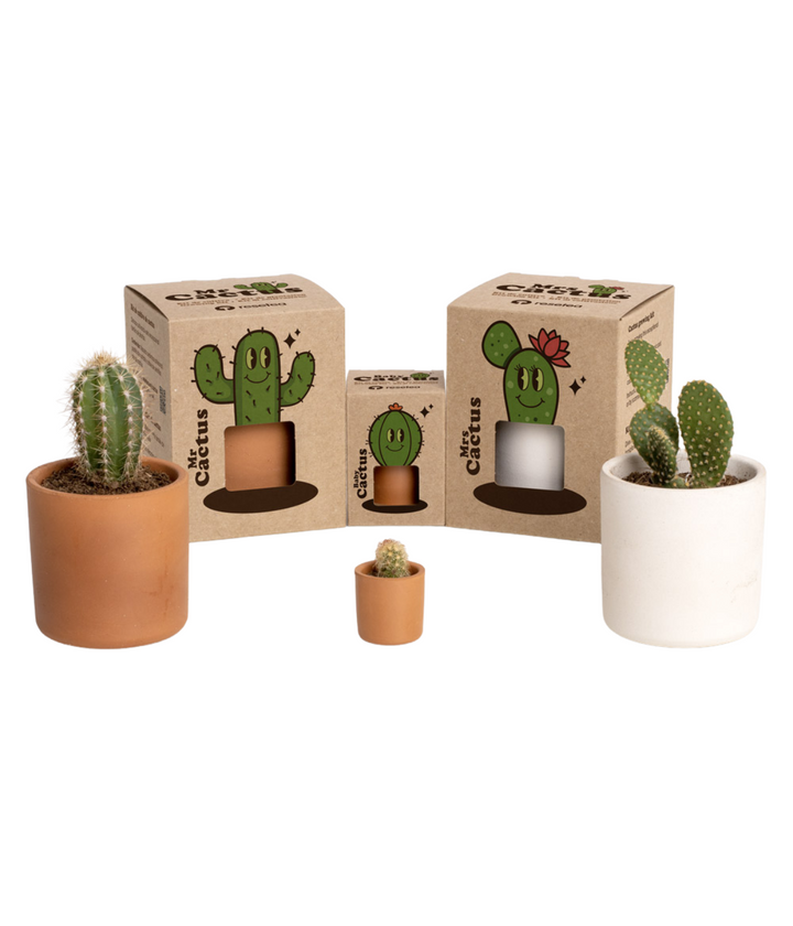 Tre scatole marroni biodegradabili. Con scritte Mr cactus, Mrs Cactus e Baby cactus. Vaso in terracotta grande e piccolo marrone con pianta cactus. Vaso bianco  in terracotta con pianta cactus. Immagine con sfondo bianco