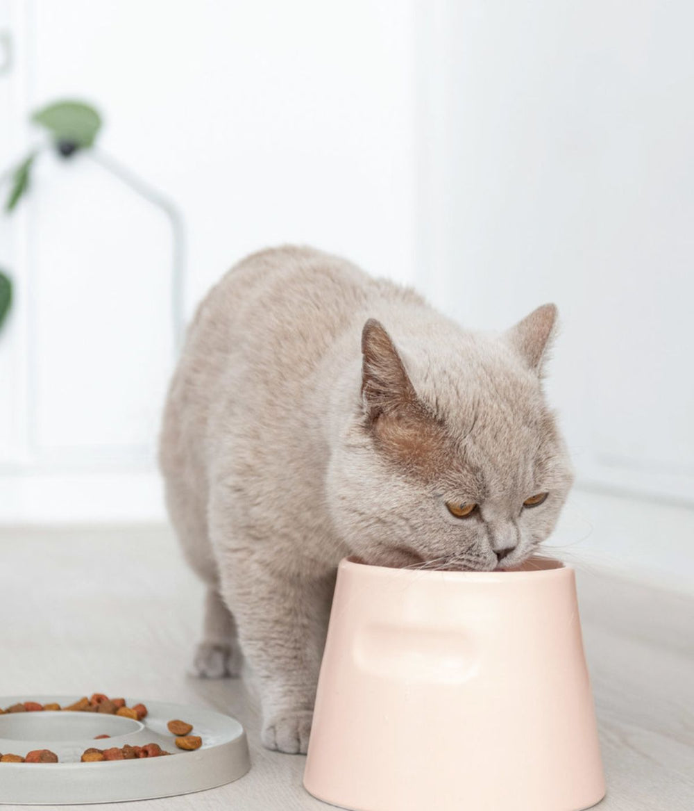 gatto beige che mangia da ciotola alta rosa in porcellana su pavimento grigio con ciotola ad anello vicino