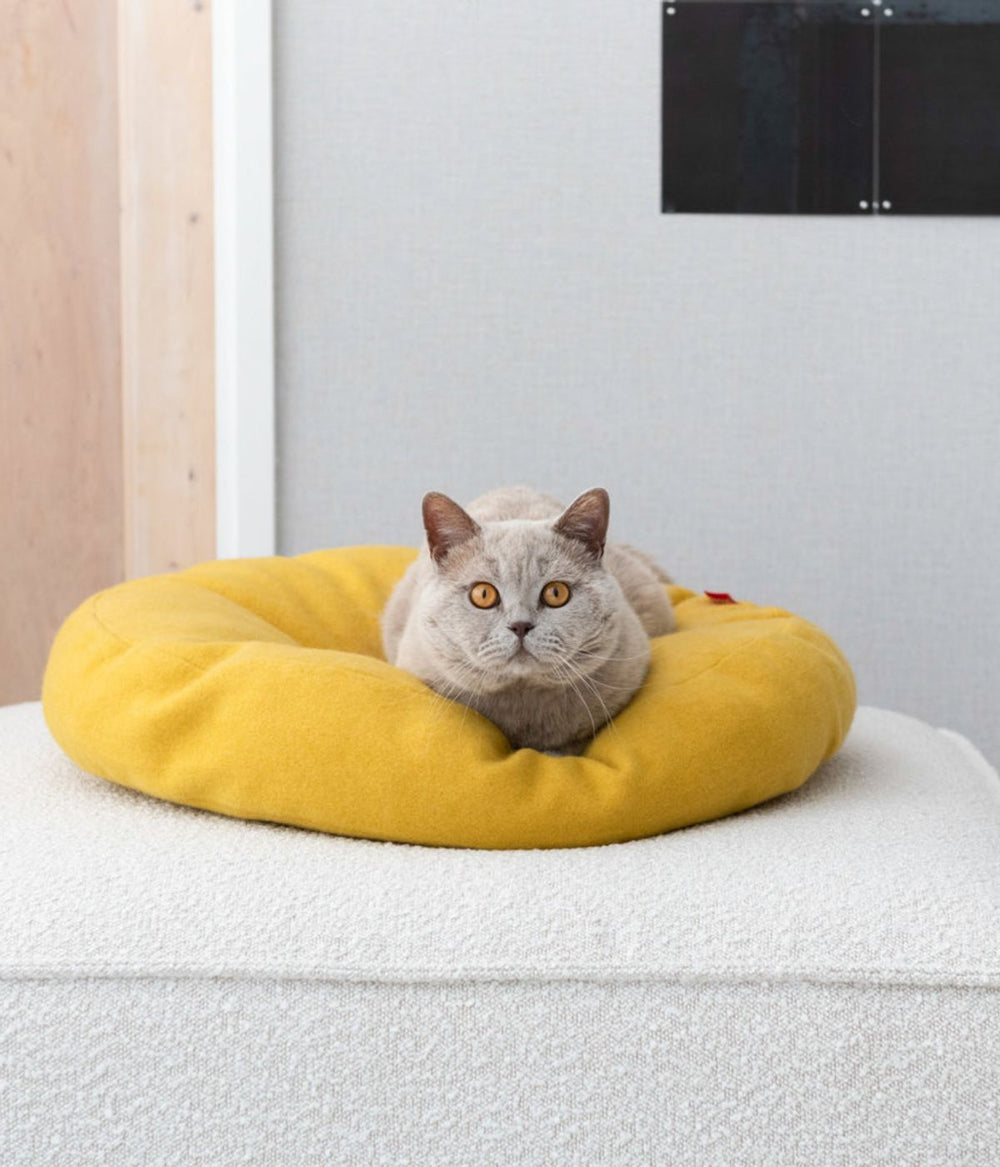 gatto grigio beige su cuscino per gatti colore giallo ocra su un divano chiaro