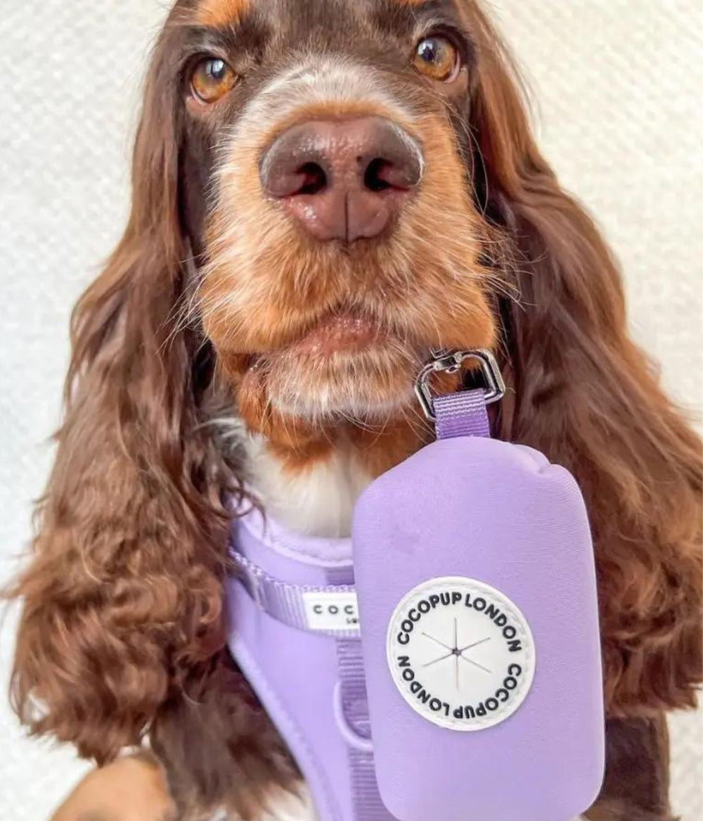 Un cane marrone con un Porta Sacchetti viola attaccato al collare.