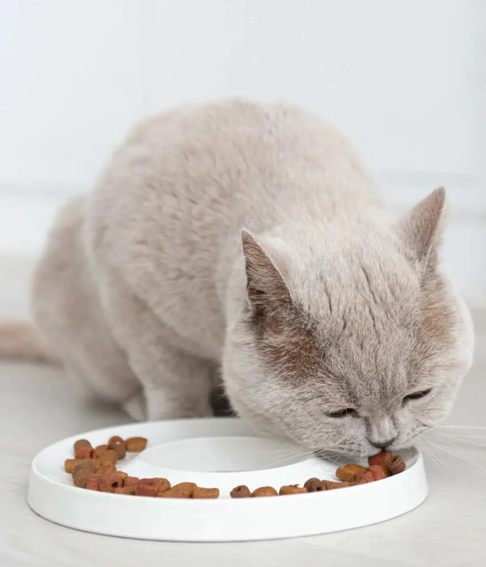 Ciotola ad anello bianca in primo piano con gatto grigio che mangia le crocchette